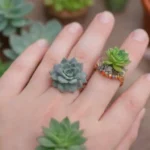 How to Make Adorable Succulent Rings for a Unique Gift