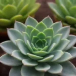 Engaging with Your Audience Through Succulent Photo Stories