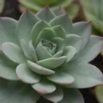 The Psychology of Succulents: Cultural Views on Majesty and Calm