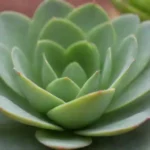 How to Document Your Club’s Adventures in Succulent Gardening