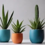 Tech Innovations for Succulent Enthusiasts: What’s Next?