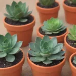 Using Smartphone Cameras for Beautiful Succulent Photography