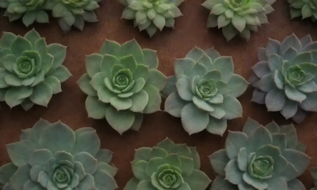 The wallpaper displays a textured gradient of succulents in rich greens and browns