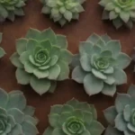 Thick and Thin: Variations in Succulent Leaf Thickness