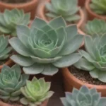 The Best Store-Bought Soil for Succulents: Our Top Picks