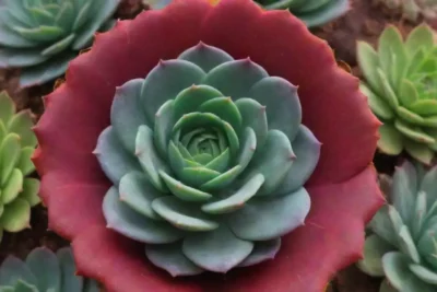 Colorful succulents with engaging design and helpful care tips