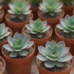 Frequently Asked Questions About Succulent Subscriptions