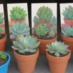 Building Your Succulent Collection: Events to Check Out