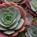 Identify Your Succulent Style: Community-led Insights and Ideas