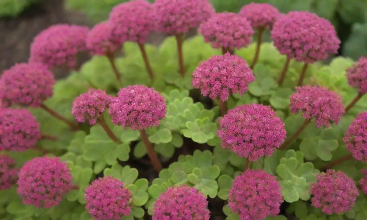 Colorful sedum varieties thrive with shared care techniques for a vibrant garden