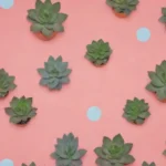 Building a Discord Community for Succulent Club Members