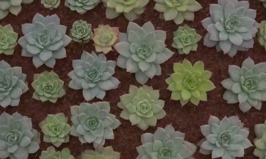 The wallpaper features vibrant succulent designs symbolizing seasonal growth and natures beauty