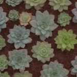 Monthly Themes and Their Significance in Succulent Subscriptions