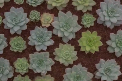 The wallpaper features vibrant succulent designs symbolizing seasonal growth and natures beauty