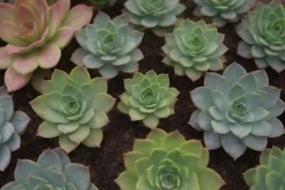 Eco-friendly farm with diverse green succulents promoting sustainable agriculture