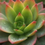 The Fascinating Mechanisms of Photosynthesis in Succulents