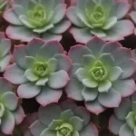 44. Propagation Challenges: Why Some Flowering Succulents Resist