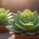 Balancing Water and Sunlight: Finding the Right Ratio for Succulents