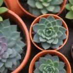 Top 10 Tips for Successfully Watering Your Succulent Arrangements