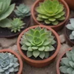 How to Arrange Succulents for a Stunning Focal Point