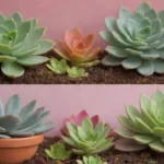 Seasonal Changes: Adjusting Light for Succulents Year-Round