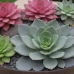 How to Make a Rainbow Succulent Garden That Stuns All