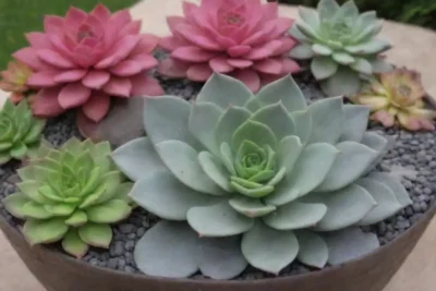 Create a stunning succulent garden with colorful arrangements in decorative pots