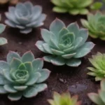 When to Worry: Humidity Issues in Succulent Growth