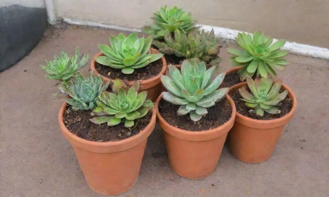 Cold damage in succulents shows as discoloration and wilting, requiring warmth above 50°F for recovery