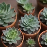 A Beginner's Guide to Gifting Succulents with Confidence