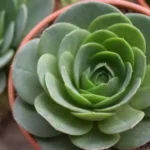 The Role of Online Communities in Shaping Succulent Trends