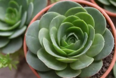 Showcase vibrant succulent images and community highlights