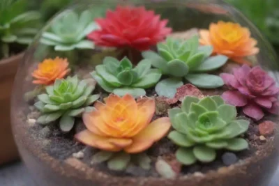 Vibrant terrariums feature seasonal succulents in unique containers