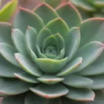 Essential Camera Settings for Perfect Succulent Shots