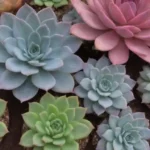 Integrating Medicinal Succulents into Your Wellness Routine