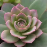 Maximizing Growth Potential in Succulents with Propagation Techniques