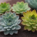 Understanding and Combatting Succulent Stem Rot: A Guide