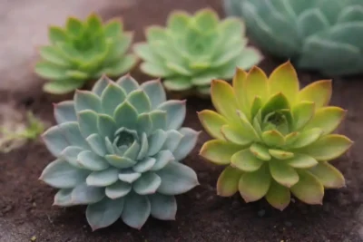 A guide to caring for succulents with prevention tips and vibrant visuals