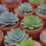 The Importance of Sustainable Practices in Succulent Swaps