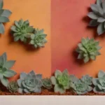 Spring vs. Fall: The Best Seasons for Succulent Propagation Explored