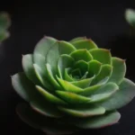 The Role of Contrast in Succulent Photography