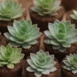 Sustainable Practices at Succulent Events: Going Green