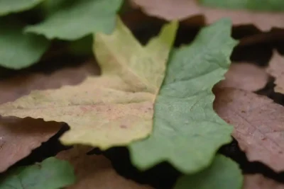 Signs of plant distress include faded colors