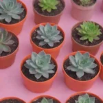 Top 10 Hand Tools for Ultimate Succulent Care and Maintenance