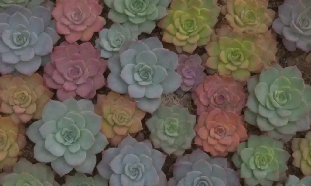 Colorful succulents in artistic planters with easy care tips and maintenance advice