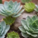 Essential Group Etiquette for Succulent Lovers Online