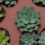 Customizing Watering Techniques Based on Succulent Species