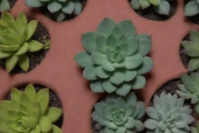 The wallpaper showcases colorful succulents with care tips and watering infographics