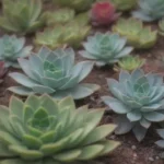 Connecting with Nature: The Therapeutic Effects of Succulents