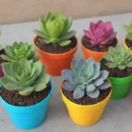 How to Build a Succulent Container Garden: Step-by-Step Guide